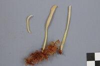 Clavaria sphagnicola image